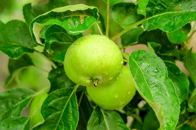 le mele verdi a maturazione crescono su un ramo di un melo dopo la pioggia. giardinaggio e coltivazione delle mele