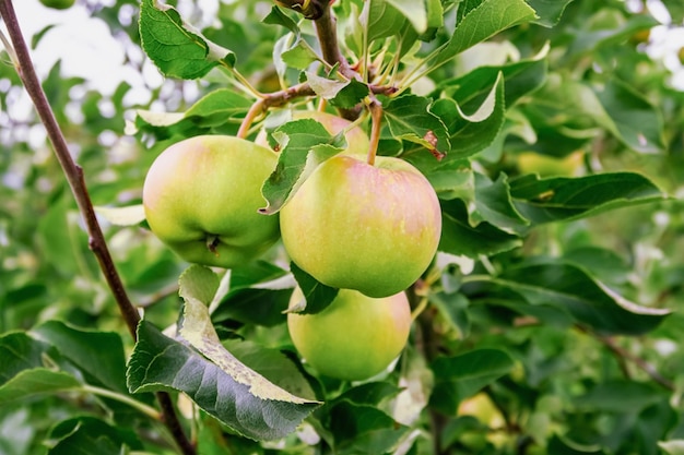 le mele verdi crescono su un ramo di melo giardinaggio e coltivazione del concetto di mele