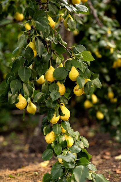 Le mele verdi e succose sono appese ai rami discendenti di un albero sullo sfondo del giardino