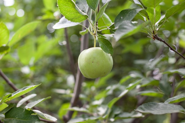 Le mele verdi pesano su un ramo di albero in giardino. Mele acerbe. Mele colpite dalla malattia
