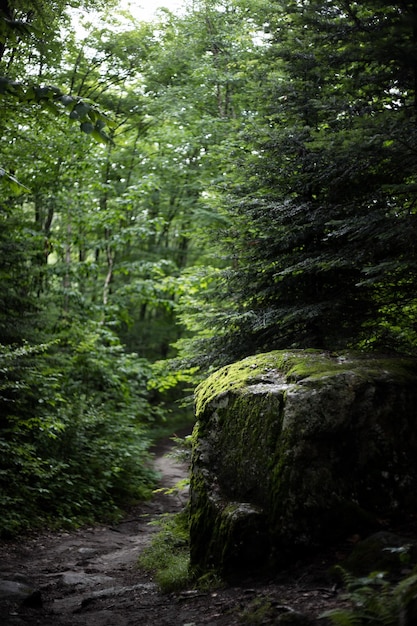 Le migliori cascate della foresta pluviale con un cielo bellissimo