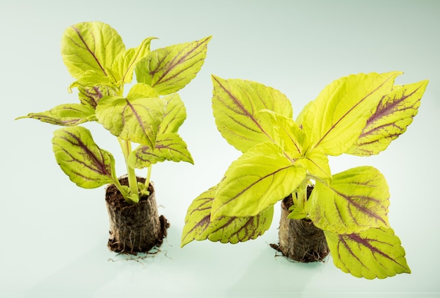 Le mini piantine della pianta Coleus con foglie giallo brillante variegate sono pronte per la semina primaverile