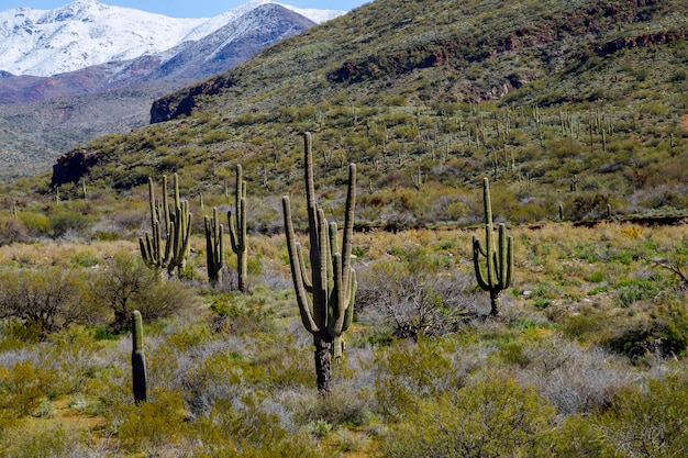 Le montagne innevate con il cactus del saguaro hanno coperto nel paesaggio della neve