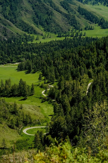 Le montagne sono ricoperte di alberi verdi Pini Alberi di Natale in montagna La natura del Canada La natura della Russia La natura degli Stati Uniti