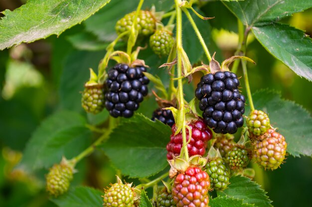 Le more nere e rosse maturano sul cespuglio