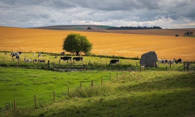 Le mucche al pascolo nei pressi di Pietre Preistoriche ad Avebury nel Wiltshire, Inghilterra Regno Unito