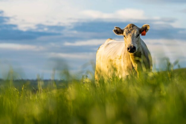 Le mucche da carne e i tori che pascolano sull'erba verde nelle razze australiane includono speckle park murray grey angus e brangus