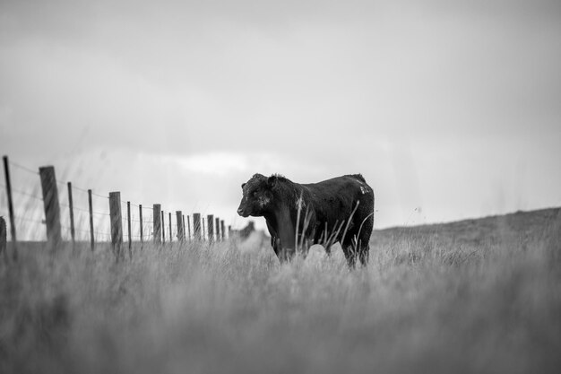 Le mucche e i tori da carne bovina che pascolano sull'erba verde in Australia includono le razze maculate park murray grey angus e brangus