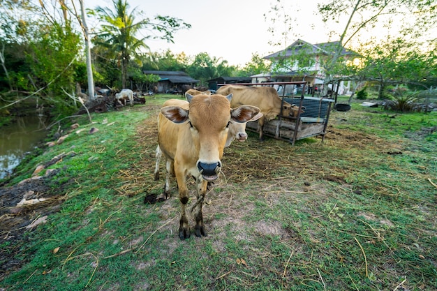 Le mucche e i vitelli sono allevati a casa nelle zone rurali della Thailandia