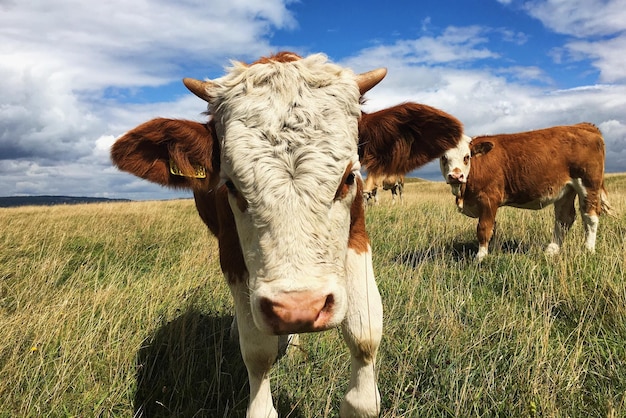 Le mucche in piedi su un campo erboso contro il cielo a Selsley