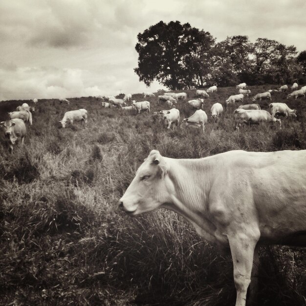 Le mucche in piedi sul campo erboso