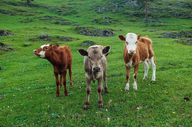 Le mucche in piedi sul campo