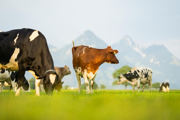 Le mucche in un campo di montagna la mucca alle Alpi la mucca marrone davanti al paesaggio di montagna il bestiame su una montagna