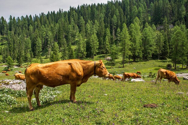 Le mucche in un campo