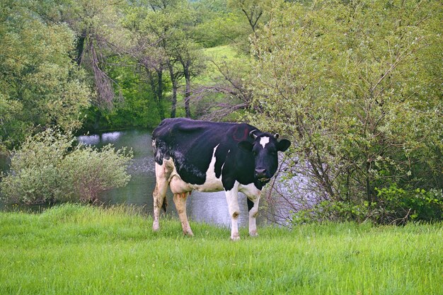 Le mucche in un campo