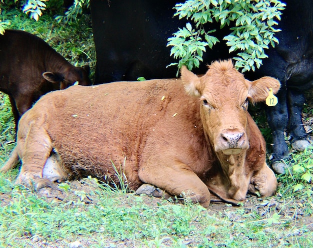 Le mucche in un campo