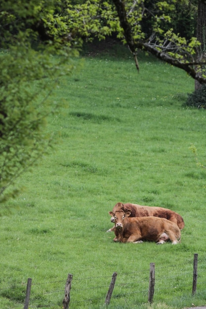 Le mucche in un prato