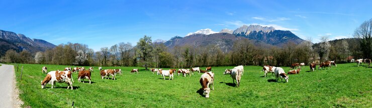 Le mucche in un prato