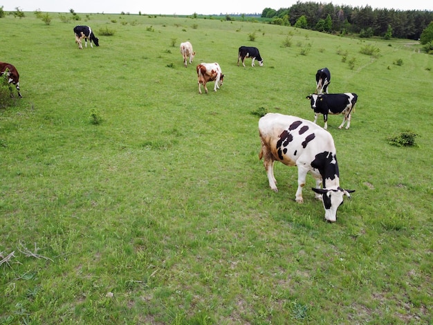 Le mucche maculate pascolano in una mandria su un prato verde Latticini biologici