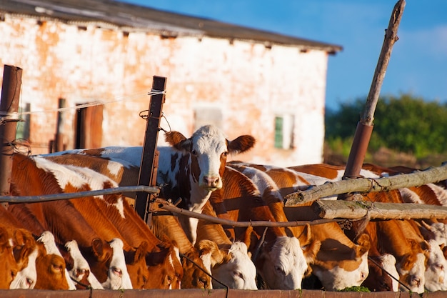 Le mucche mangiano l'insilato