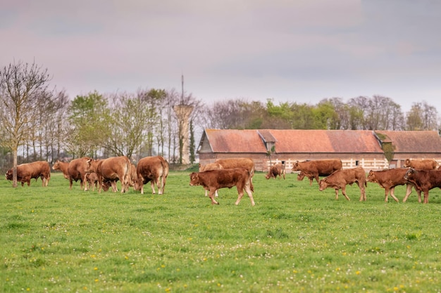 Le mucche marroni pascolano su un campo in Normandia Francia