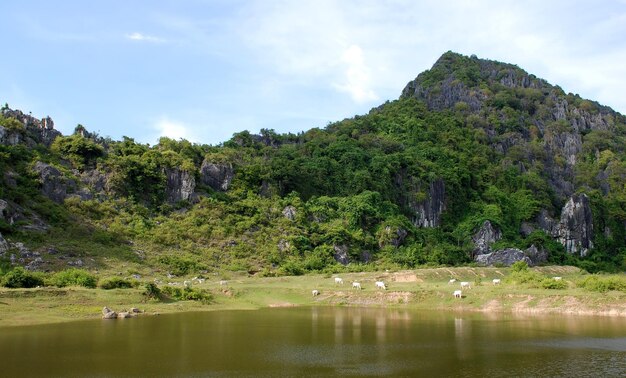 Le mucche pascolano ai piedi della montagna in una giornata di sole Dintorni di Kampong Trach Cambogia