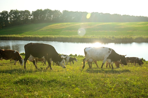 Le mucche pascolano in un pascolo sotto i raggi del tramonto