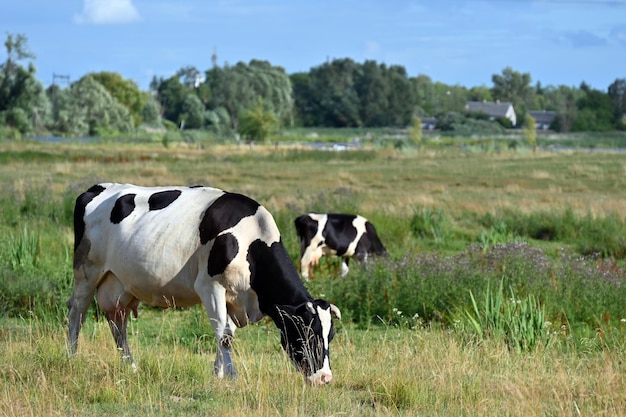 le mucche pascolano in un prato in una giornata di sole