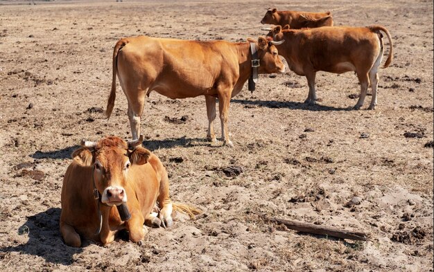 Le mucche pascolano in una fattoria biologica.