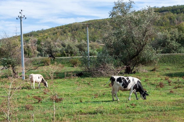 Le mucche pascolano nel campo