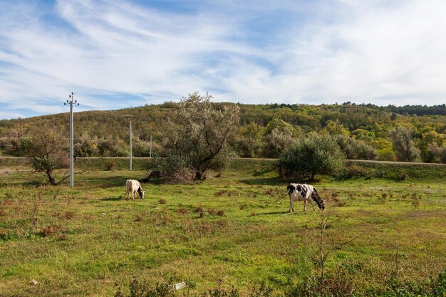 Le mucche pascolano nel campo