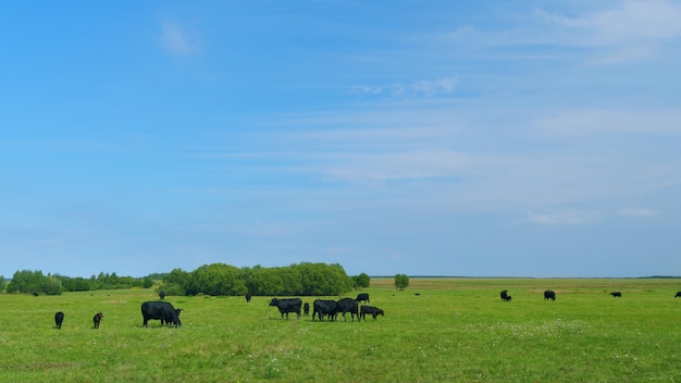 Le mucche pascolano nel prato Angus le mucche pisciano nel prato Black Angus bovino