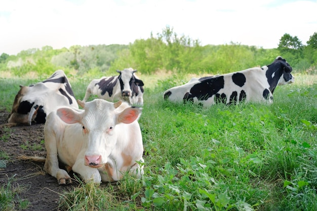 Le mucche pascolano su un campo verde erboso in una luminosa giornata di sole pascoli per le mucche