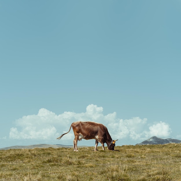 Le mucche pascolano sul campo contro il cielo