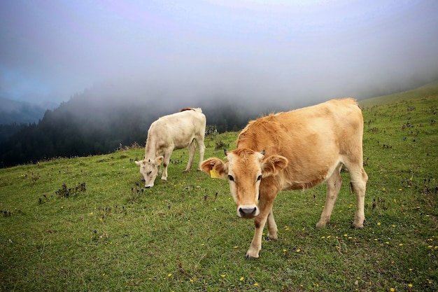 Le mucche pascolano sul campo contro il cielo