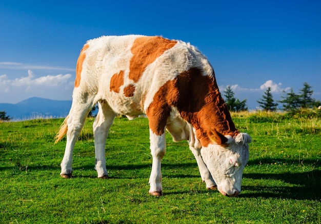 Le mucche pascolano sul campo contro il cielo