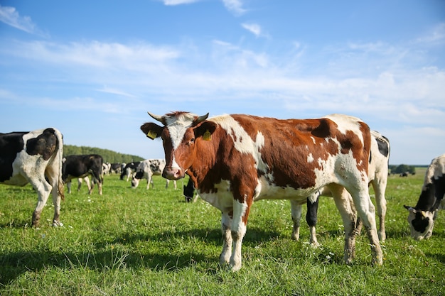 le mucche pascolano sull'erba verde in estate