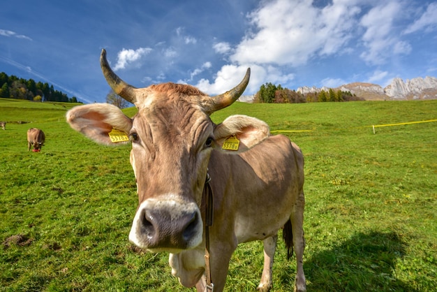 Le mucche pascolano sulla collina dalla montagna contro il cielo