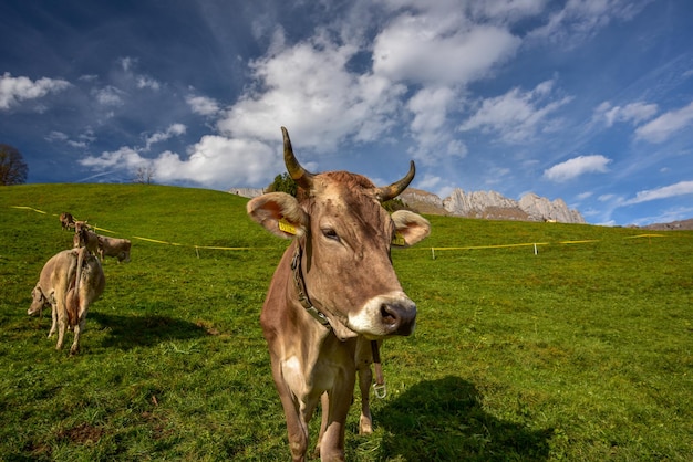 Le mucche pascolano sulla collina dalla montagna contro il cielo