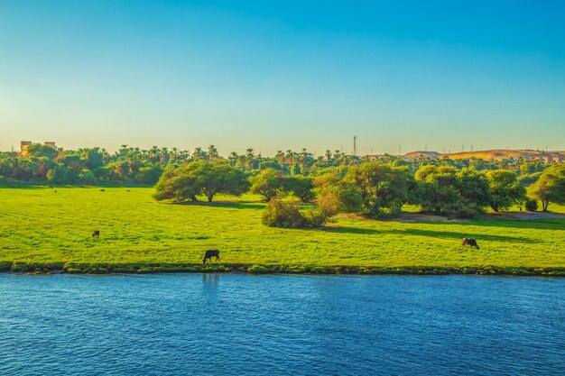 Le mucche pascolano sulle rive del Nilo