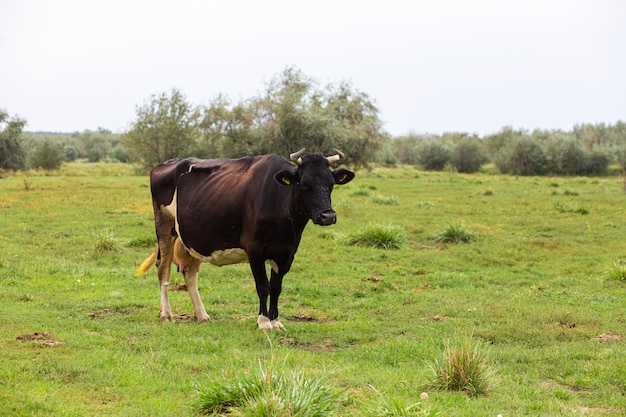 Le mucche rurali pascono su un prato verde. Vita rurale. Animali. paese agricolo