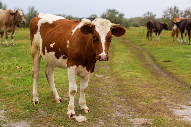 Le mucche rurali pascono su un prato verde. Vita rurale. Animali. paese agricolo