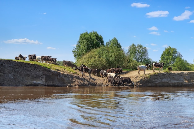 Le mucche scendono al fiume lungo la ripida sponda per bere acqua