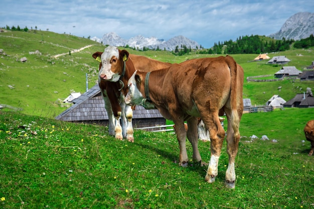 Le mucche si divertono nell'erba. Mucche marroni sul prato. Bella natura slovena.