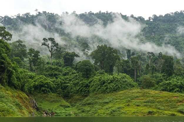 Le nebbie coprono la foresta verde.