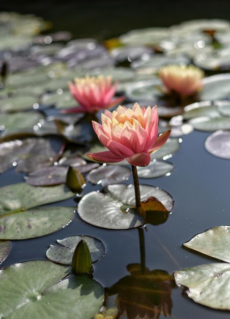 Le ninfe rosa fioriscono nello stagno