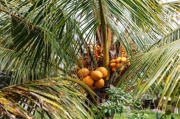 Le noci di cocco crescono su una palma.