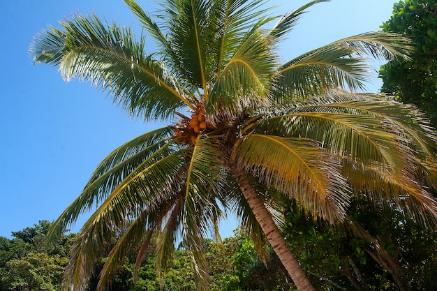 Le noci di cocco maturano su una palma contro un cielo blu nelle Isole Similan.