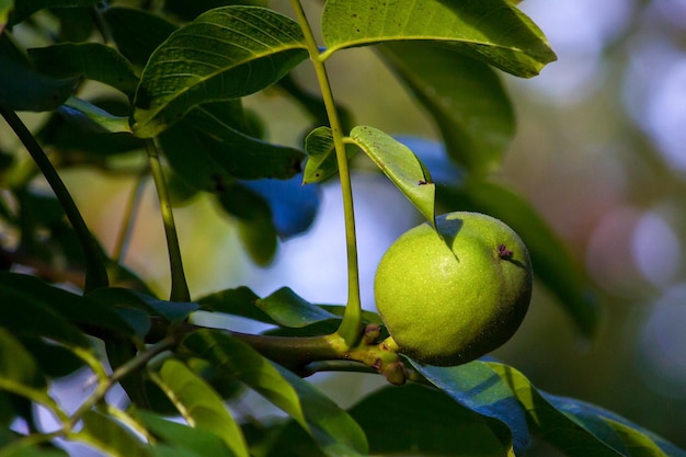 Le noci verdi di maturazione crescono su un albero vicino