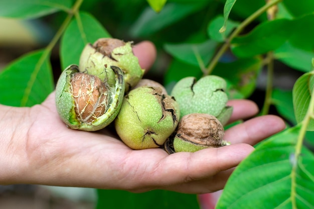 Le noci verdi non pulite nelle mani di un agricoltore producono l'albero juglans regia nel frutteto rustico sfondo naturale